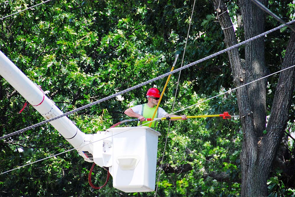 man cutting tree limb