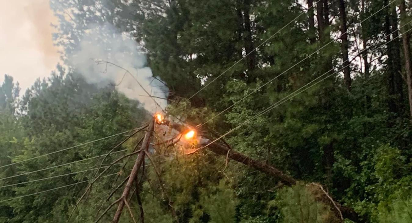 fire from tree on power line