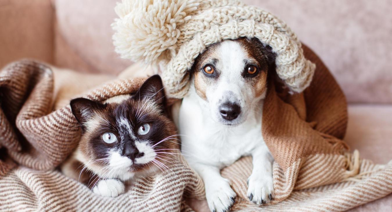cat and dog